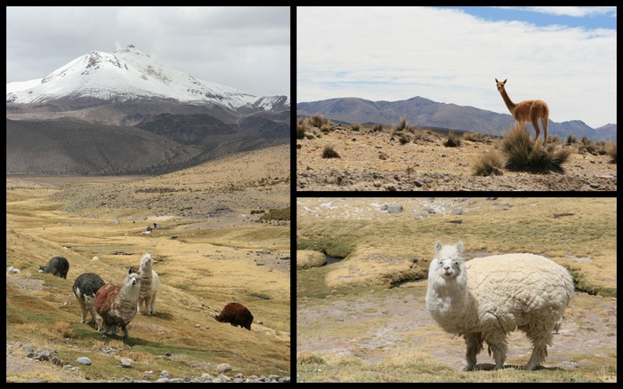 Reserve Lauca Chili Vicuñas Alapagas Ekla